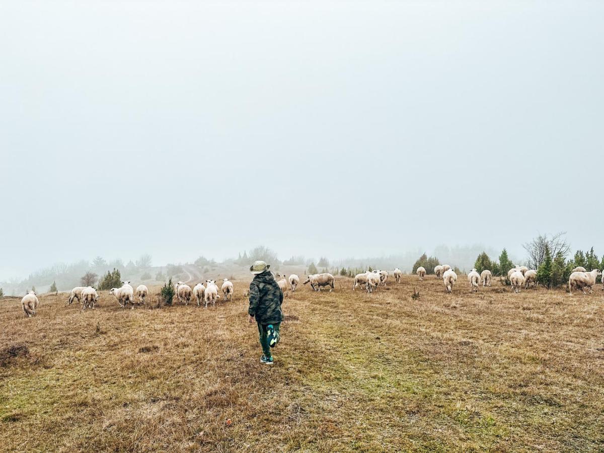 Petunija